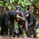 Un grupo de Chimpancés “de ruta”. Sergey Uryadnikov / Shutterstock